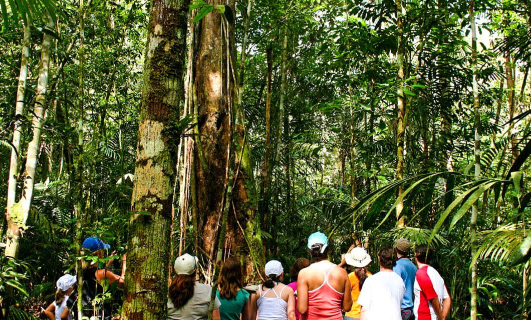 Nature walk group looks up at rainforest trees in Brazil