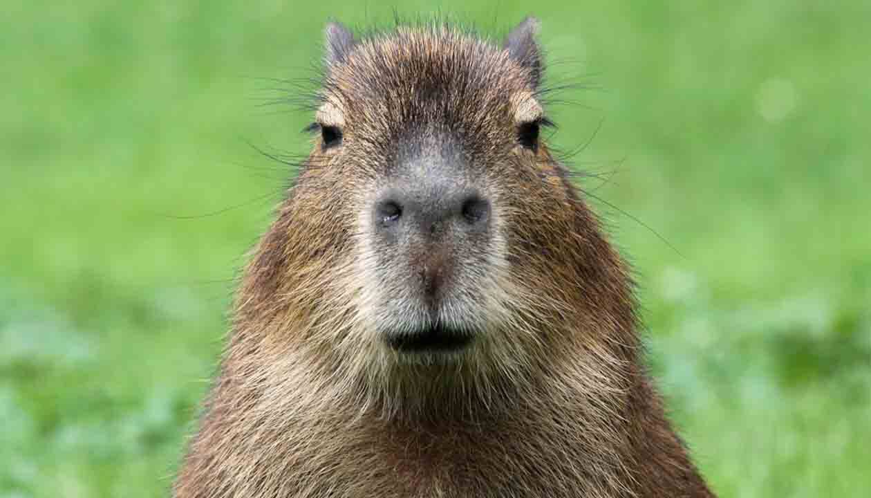 south-american-animal-starring-at-camera