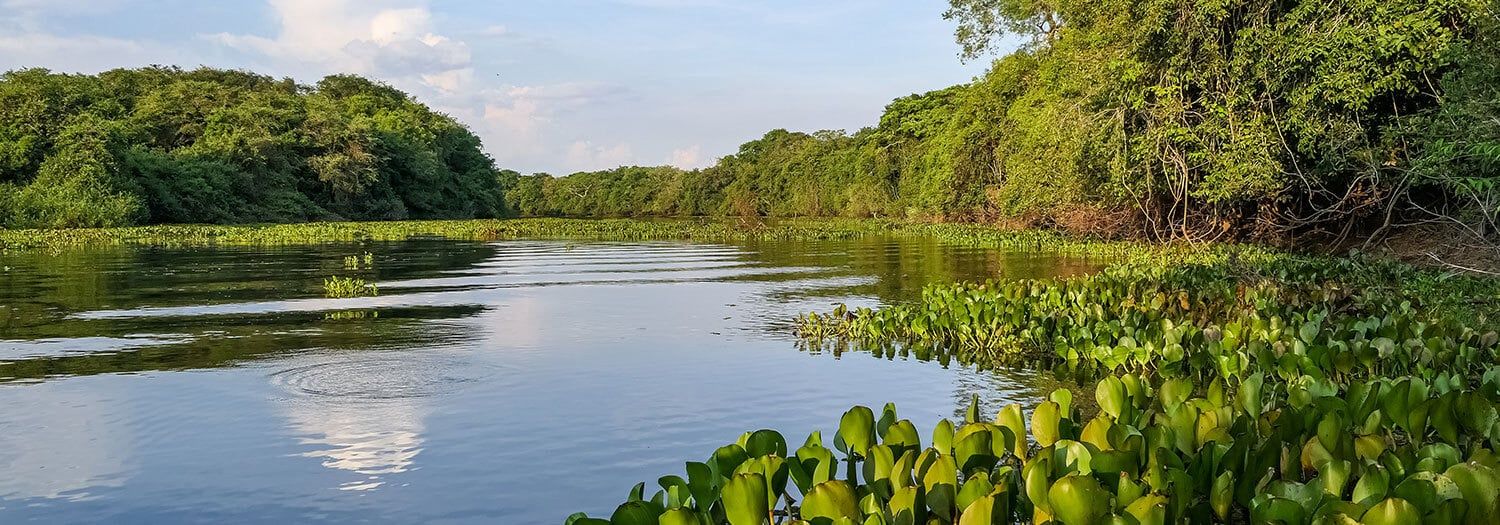 View from river on the wild Pantanal Wetlands of Paraguay during Summer