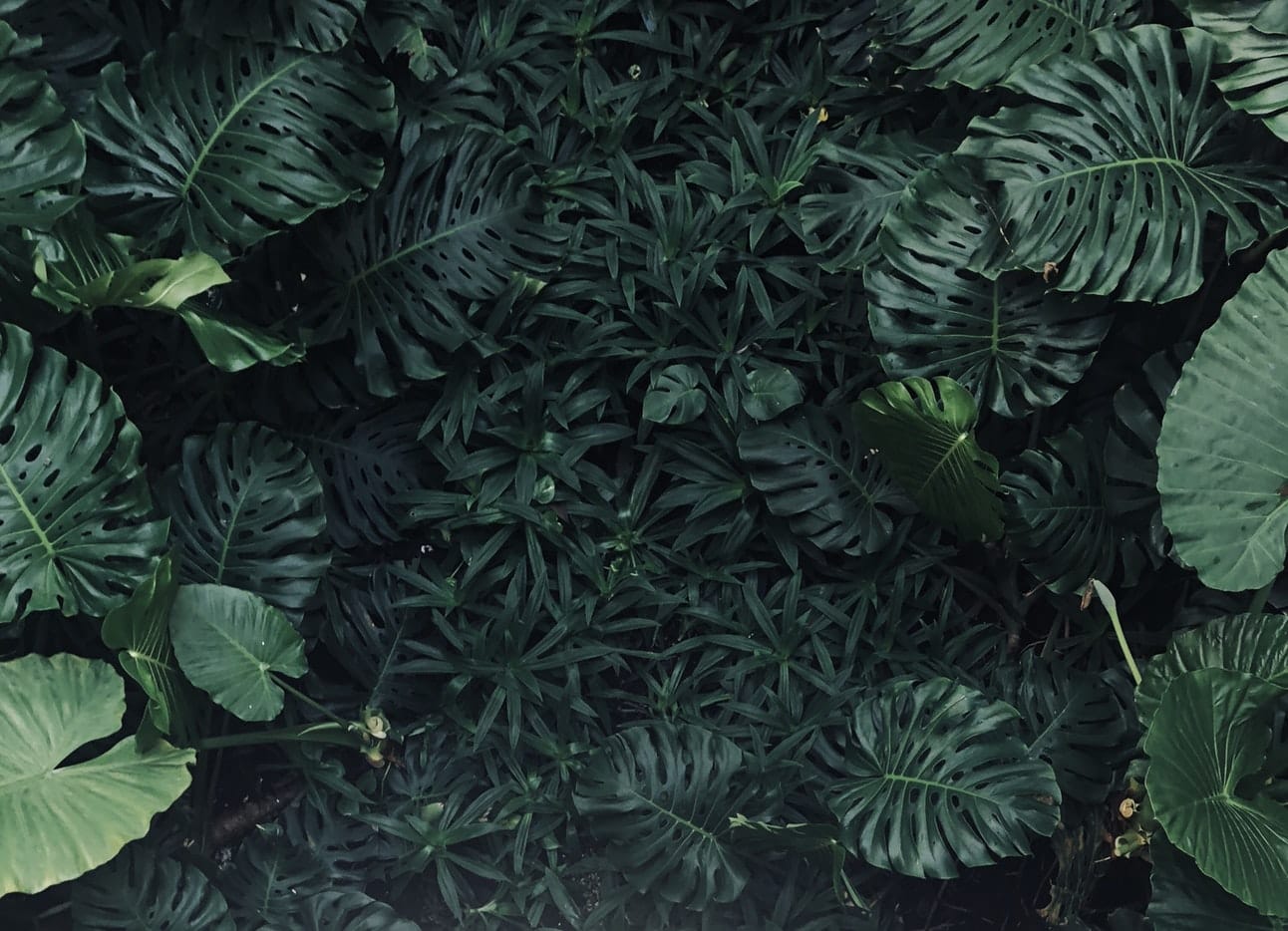 what-is-colombia-famous-for-biodiversity