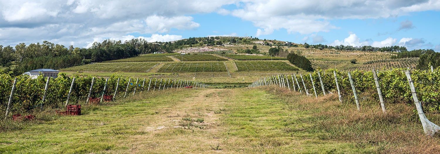 beautiful vineyard in Uruguay ready for harvest during Autumn