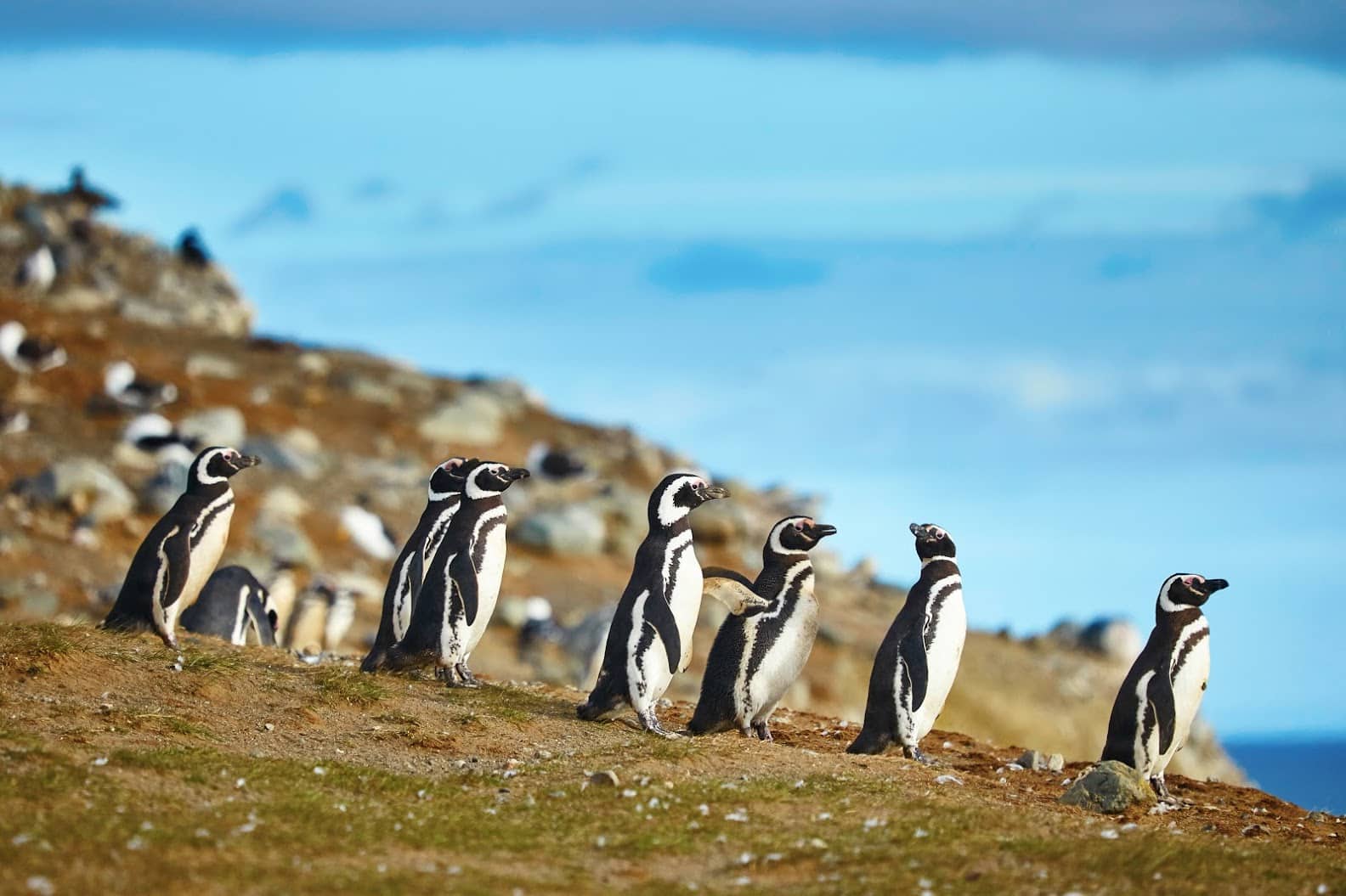 Magellanic penguins at Punta Tombo, the largest continental colony in Patagonia