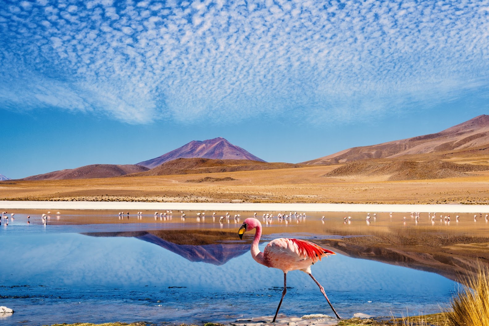 what-is-bolivia-famous-for