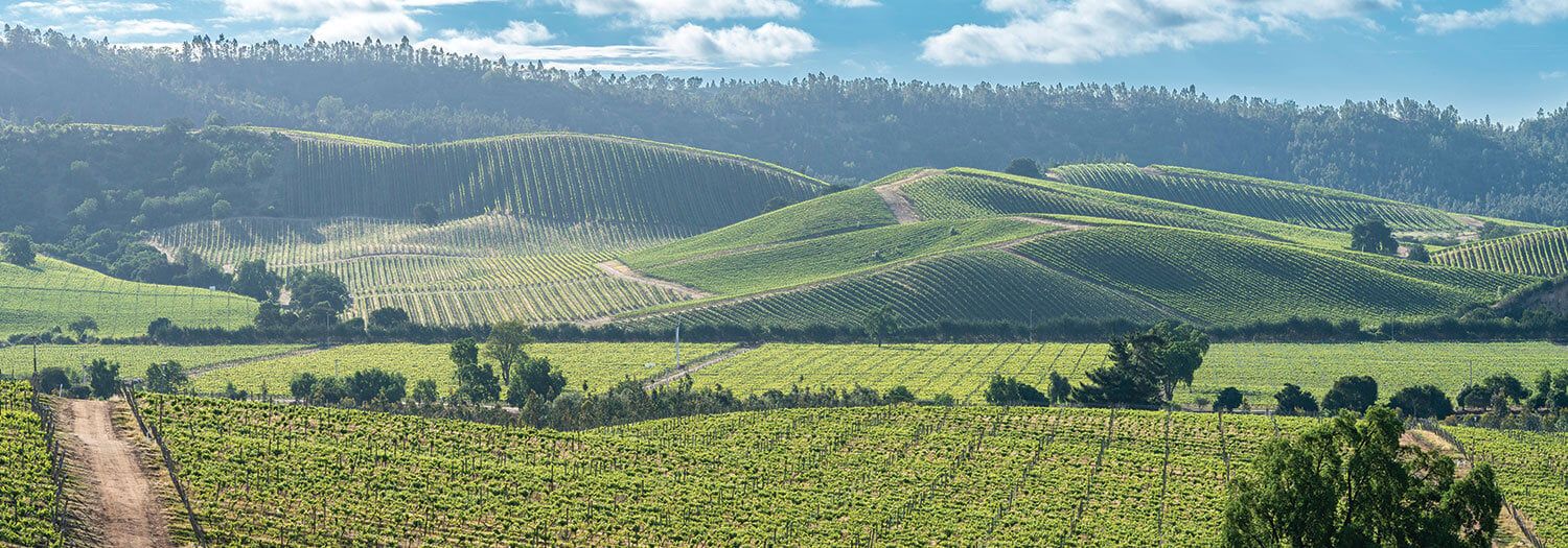 Vineyards in Chile countryside in the fall