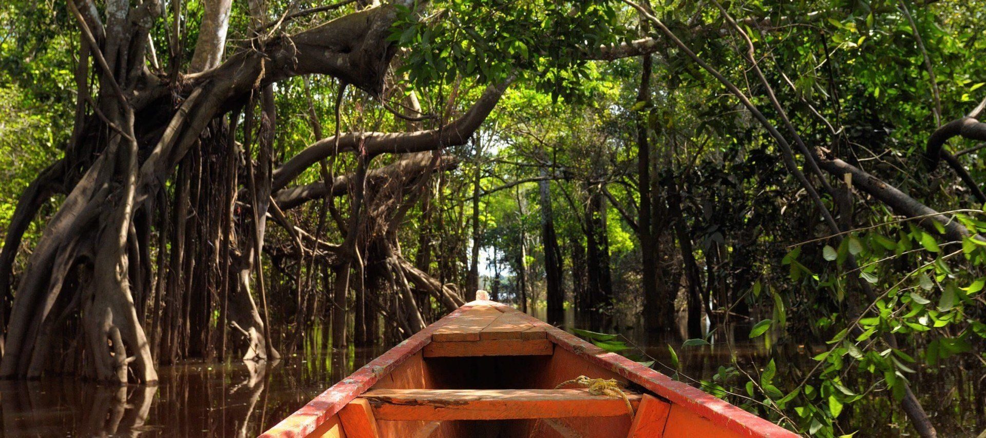 Flooded forest seen from the bow of a wooden canoe at high water in the Amazon rainforest, tree trunks standing in dark still water