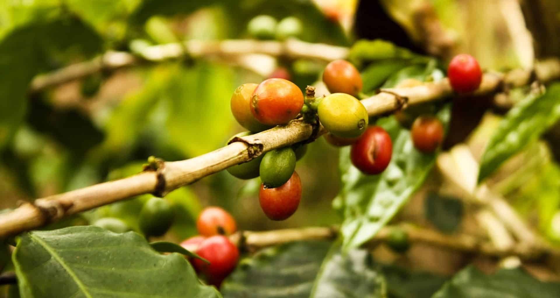 Ripening red and green coffee cherries on a branch