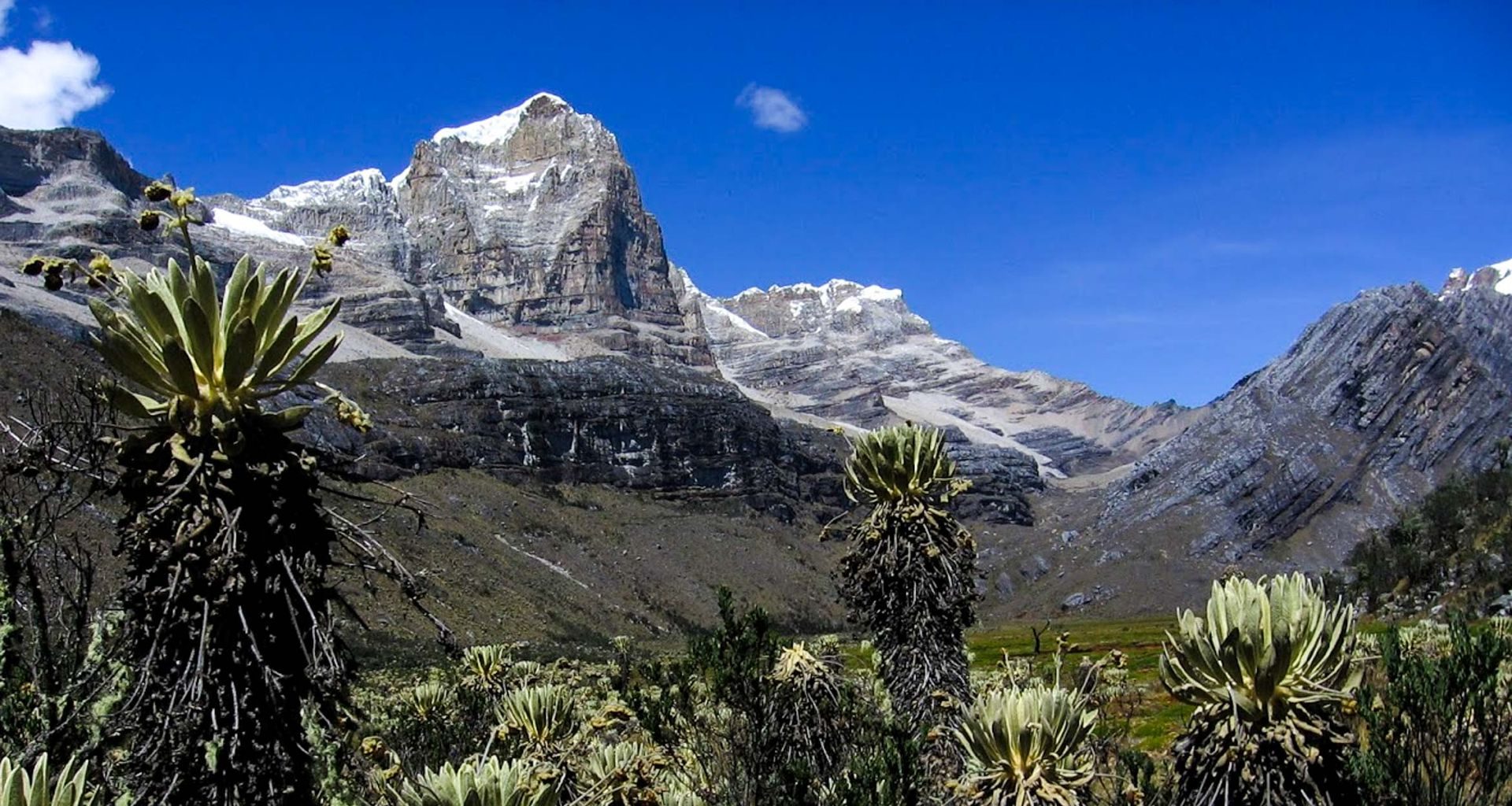 Frailejón plants on high Andean paramo grassland in Colombia