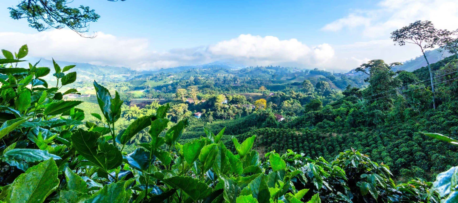 Coffee plants on a hillside above a green valley in Colombia's coffee region